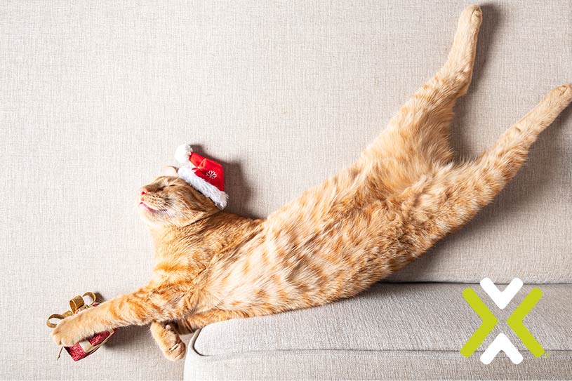 Tabby Cat stretching for a gift 